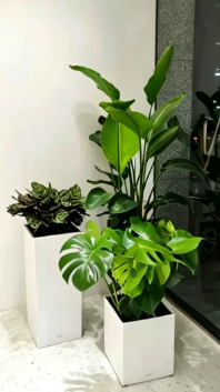 杭州湾花木租赁品种-慈溪绿植租摆设计-鄞州花卉租摆定制-北仑花卉租摆装饰